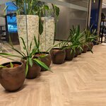 9x Plant in pot