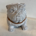 buldog grijs