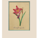 Botanical Art, Amaryllis Pink div. kleuren