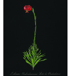 RedoutÒ Black Lillium div. kleuren