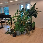 Ca. 10x Plant in pot