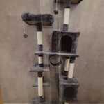 Krabpaal kat kitten SanderZ, 2025