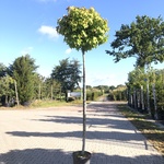 4x Amberboom Liquidambar ‘Gum Ball’, Bolboom, Herfstverkleuring, ca. 2