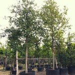 2x Zomereik Quercus robur, ca. 7 m hoog