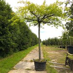 2x Moeraseik Quercus palustris, Dakboom, ca. 220 cm stamhoogte