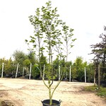 3x Beverboom Magnolia ‘Yellow River’, Meerstammig, Zachtgele bloei, ca