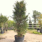 2x Venijnboom Taxus baccata, Haagplant, Wintergroen, ca. 300 cm hoog