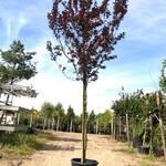 Kerspruim Prunus ‘Nigra’, Bloesemboom, Roodbladig, ca. 4 m hoog