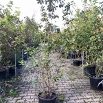 4x Wollige sneeuwbal Viburnum lantana, Sierheester, Rode herfstkleur,