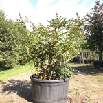 Mahonie Mahonia aquifolium, Meerstammig, Gele bloei, ca. 150 cm