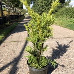 250x Venijnboom Taxus ‘Densiformis’, Haagplant, Wintergroen, ca. 50 m1