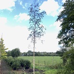3x Berk Betula ‘Zwitsers Glorie’, Loofboom, Witte bast, ca. 5 m hoog