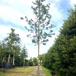 Moeraseik Quercus palustris, Roodoranje herfstkleur, ca. 6 m hoog