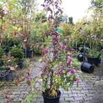 3x Schoonvrucht Callicarpa ‘Profusion’, Sierheester, Paarse bloei, ca.