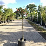 3x Hulst Ilex aquifolium, Bolboom, Wintergroen, ca. 125 cm hoog