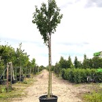 3x Japanse sierkers Prunus ‘Kanzan’, Bloesemboom, Dieproze bloei, ca.