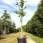 Plataan Platanus hispanica, Karakterboom, ca. 4 m hoog