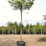 2x Valse Christusdoorn Gleditsia ‘Sunburst’, Dakboom, Geelgroen blad,