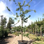 2x Kersenboom Prunus ‘Kordia’, Fruitgaardboom, Vruchtdragend, ca. 3 m