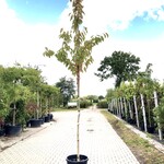 2x Japanse sierkers Prunus s. ‘Kanzan’, Bloesemboom, Dieproze bloei, c