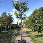 2x Laurierkers Prunus ‘Novita’, Leigeschikt, Wintergroen, ca. 4 m hoog