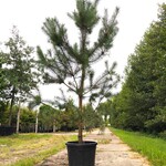 Grove den Pinus sylvestris, Naaldboom, Wintergroen, ca. 2 m hoog