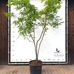 Valse Christusdoorn Gleditsia ‘Sunburst’, Meerstammig, ca. 350 cm hoog