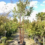 Tibetkers Prunus serrula, Meerstammig, Roodbruine stam, ca. 350 cm hoo