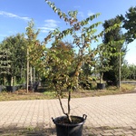 3x Gele kornoelje Cornus mas, Meerstammig, Gele bloei, ca. 200 cm hoog