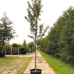 Perenboom Pyrus ‘Doyenne du Comicé’, Fruitboom, ca. 4 m hoog