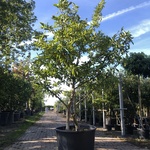 Magnolia Magnolia ‘Betty’, Meerstammig, Roze bloei, ca. 250 cm hoog