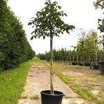 Walnotenboom Juglans ‘Chandler’, Vruchtboom, ca. 2 m hoog