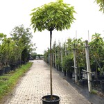 8x Trompetboom Catalpa ‘Nana’, Bolboom, ca. 200 cm stamhoogte