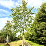 Koningslinde Tilia ‘Pallida’, ca. 5 m hoog