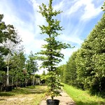 2x Beuk Fagus sylvatica, ca. 5 m hoog