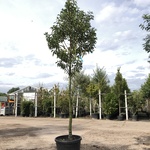 3x Portugese laurier Prunus ‘Angustifolia’, Leigeschikt, Wintergroen,