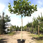 2x Plataan Platanus hispanica, Dakboom, ca. 200 cm stamhoogte