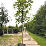 2x Walnotenboom Juglans regia, Vruchtboom, ca. 4 m hoog