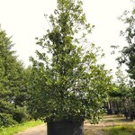 Hulst Ilex aquifolium, Solitair, Wintergroen, ca. 400 cm hoog