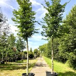 2x Haagbeuk Carpinus betulus, ca. 4 m hoog