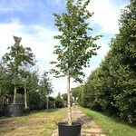 Koningslinde Tilia ‘Pallida’, ca. 5 m hoog