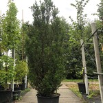 Venijnboom Taxus ‘Hicksii’, Zuilvorm, Wintergroen, ca. 225 cm hoog