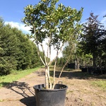 Magnolia Magnolia ‘Susan’, Meerstammig, Roze bloei, ca. 200 cm hoog