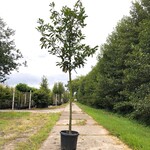 25x Laurierkers Prunus ‘Novita’, Leigeschikt, Wintergroen, ca. 3 m hoo