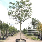 Walnotenboom Juglans regia, Vruchtboom, ca. 5 m hoog
