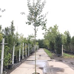 2x Olijfwilg Eleagnus multiflora, Loofboom, Semi wintergroen, ca. 3 m