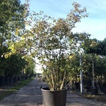 Schoonvrucht Callicarpa ‘Profusion’, Meerstammig, Paarse bloei, ca. 25