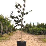 Mispel Mespilus ‘Nottingham’, Vruchtboom, ca. 2 m hoog
