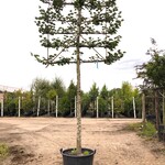 4x Winterlinde Tilia cordata, Leiboom, ca. 200 cm stamhoogte
