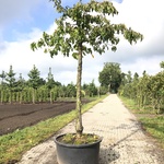 Kersenboom Prunus ‘Kordia’, Hoogstam, Dieprode kersen, ca. 3 m hoog